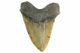 Huge, Fossil Megalodon Tooth - North Carolina #346336-2